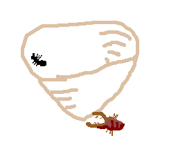 Ϲ
